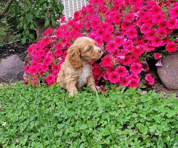 Medium Photo #4 Cocker Spaniel Puppy For Sale in WITHEE, WI, USA