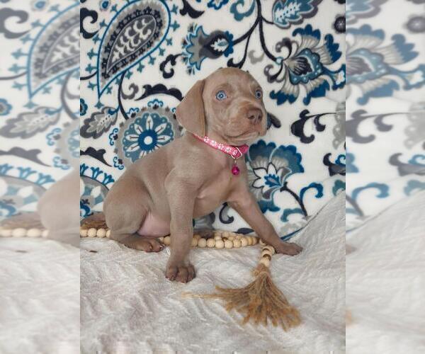 Medium Photo #5 Weimaraner Puppy For Sale in LEWISBURG, KY, USA