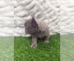 Small Photo #3 French Bulldog Puppy For Sale in PORTSMOUTH, VA, USA