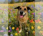 Small German Shepherd Dog Mix