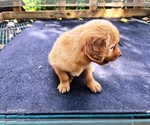 Small #5 Golden Retriever