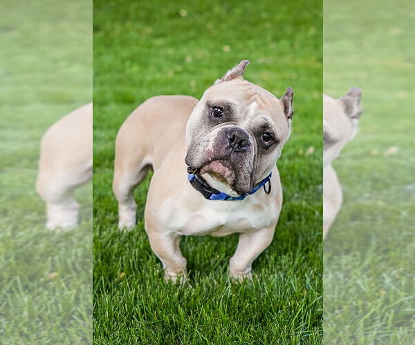 Medium Photo #7 American Bulldog-Staffordshire Bull Terrier Mix Puppy For Sale in Princeton, MN, USA