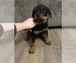Small #11 Rottweiler