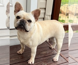 French Bulldog Puppy for sale in BOLIVAR, MO, USA