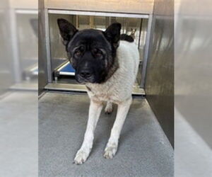 Akita Dogs for adoption in Downey, CA, USA