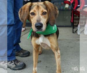 - Mix Dogs for adoption in Washington, DC, USA