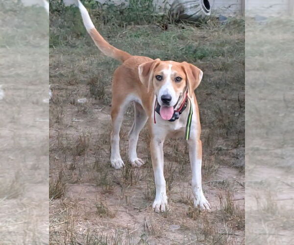 Medium Photo #3 Mutt Puppy For Sale in Vail, AZ, USA