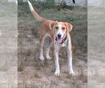 Small #2 Mutt