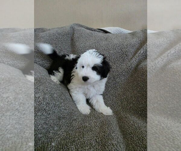Medium Photo #2 Bichon Frise-Miniature Australian Shepherd Mix Puppy For Sale in NORTON, KS, USA