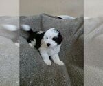 Small #1 Bichon Frise-Miniature Australian Shepherd Mix