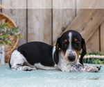 Small #1 Dachshund