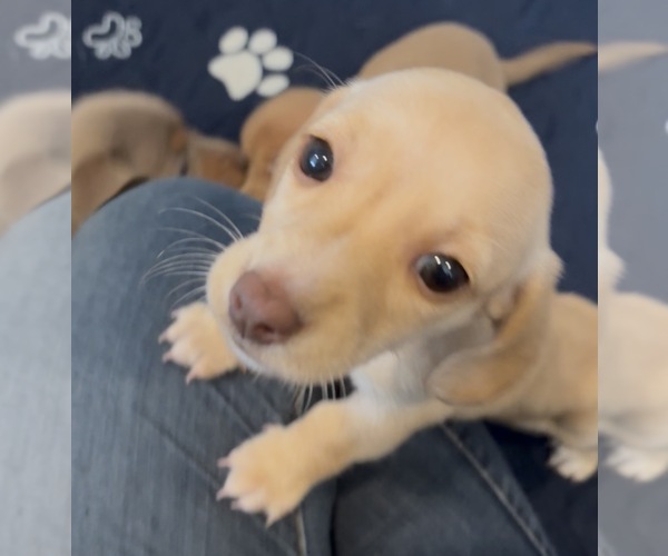 Medium Photo #1 Dachshund Puppy For Sale in CHARLOTTESVILLE, VA, USA