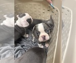 Small #4 French Bulldog