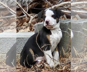 American Pit Bull Terrier-Treeing Walker Coonhound Mix Dogs for adoption in Forest, VA, USA