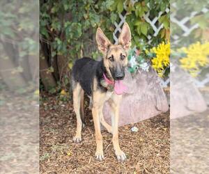 German Shepherd Dog-Unknown Mix Dogs for adoption in Oklahoma City, OK, USA