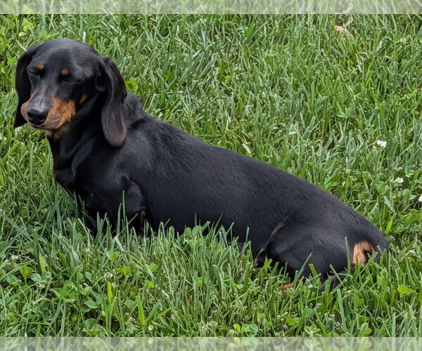 Medium Photo #4 Dachshund Puppy For Sale in Shelbyville, TN, USA