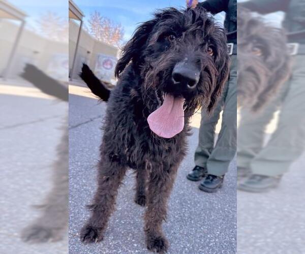 Medium Photo #1 Poodle (Standard)-Unknown Mix Puppy For Sale in Ogden, UT, USA