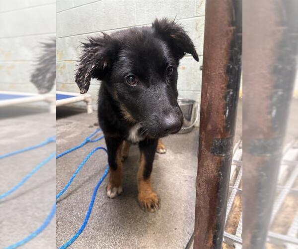 Medium Photo #1 German Shepherd Dog Puppy For Sale in Stockton, CA, USA