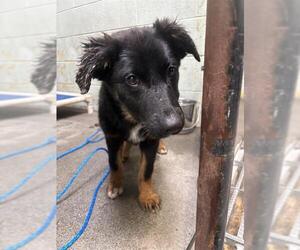 German Shepherd Dog Dogs for adoption in Stockton, CA, USA