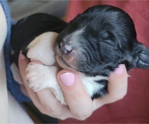 Aussiedoodle Miniature  Litter for sale in CONWAY, SC, USA