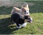 Small Photo #5 Pembroke Welsh Corgi Puppy For Sale in NORTH MANCHESTER, IN, USA