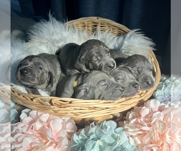 Medium Photo #7 Weimaraner Puppy For Sale in NEWPORT NEWS, VA, USA