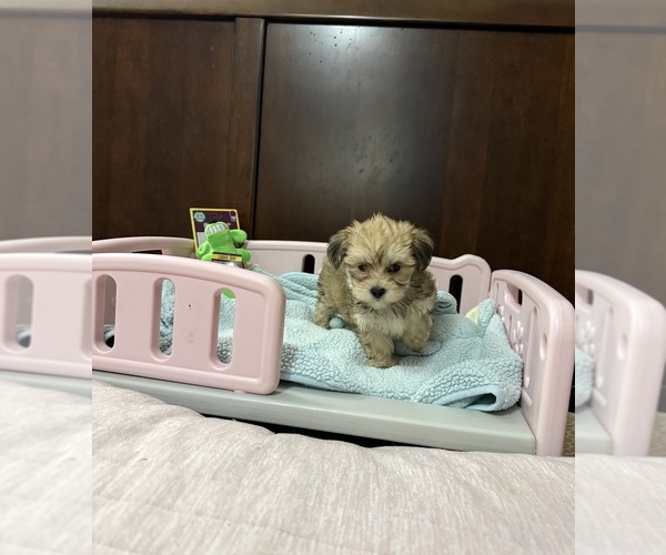 Medium Photo #1 Morkie Puppy For Sale in BENSON, NC, USA