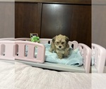 Image preview for Ad Listing. Nickname: Hudson