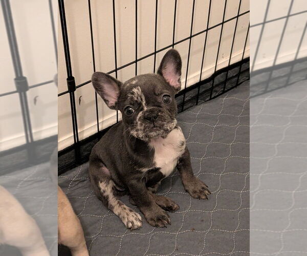 Medium Photo #1 French Bulldog Puppy For Sale in HAMPTON, GA, USA