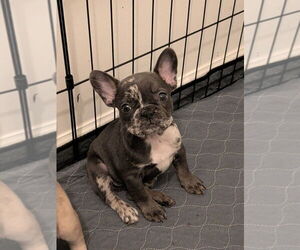 Medium French Bulldog