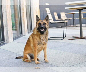 Mutt Dogs for adoption in Sandy, UT, USA