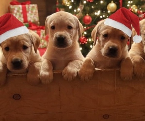 Medium Photo #1 Labrador Retriever Puppy For Sale in MORRISON, CO, USA