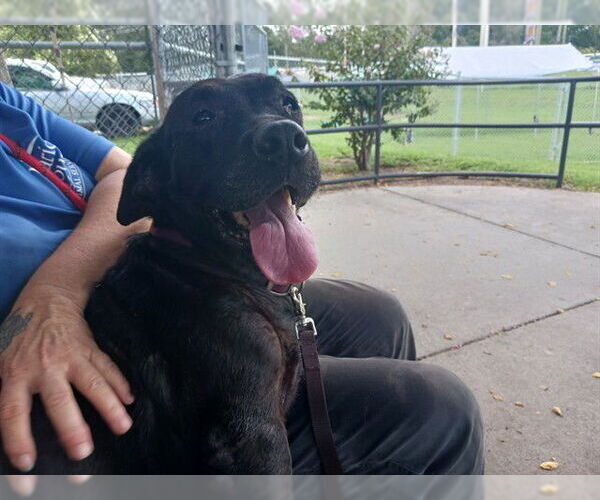 Medium Photo #2 American Pit Bull Terrier-Unknown Mix Puppy For Sale in Ocala, FL, USA