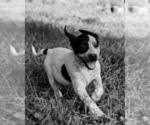 Small Photo #3 Australian Cattle Dog-Catahoula Leopard Dog Mix Puppy For Sale in WELLMAN, IA, USA