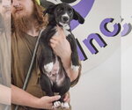 Small #3 Border Collie Mix