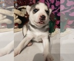 Small Photo #28 Siberian Husky Puppy For Sale in DANBY, VT, USA