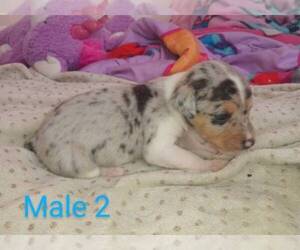 Rat Terrier Puppy for sale in TRACY, MN, USA