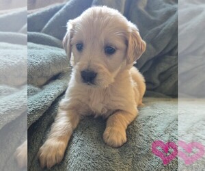 Golden Retriever Puppy for sale in RIGA, MI, USA