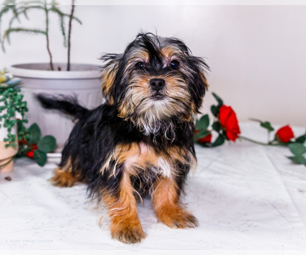 Medium Photo #1 Shorkie Tzu Puppy For Sale in WAKARUSA, IN, USA