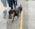Small #3 Doberman Pinscher