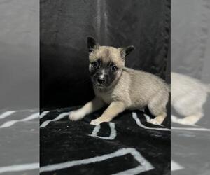 German Shepherd Dog-Unknown Mix Dogs for adoption in San Antonio, TX, USA