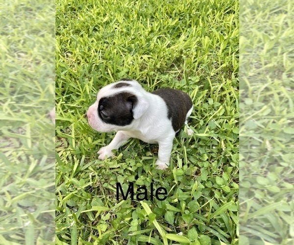 Medium Photo #4 Boston Terrier Puppy For Sale in CONVERSE, TX, USA