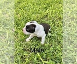 Small Photo #4 Boston Terrier Puppy For Sale in CONVERSE, TX, USA