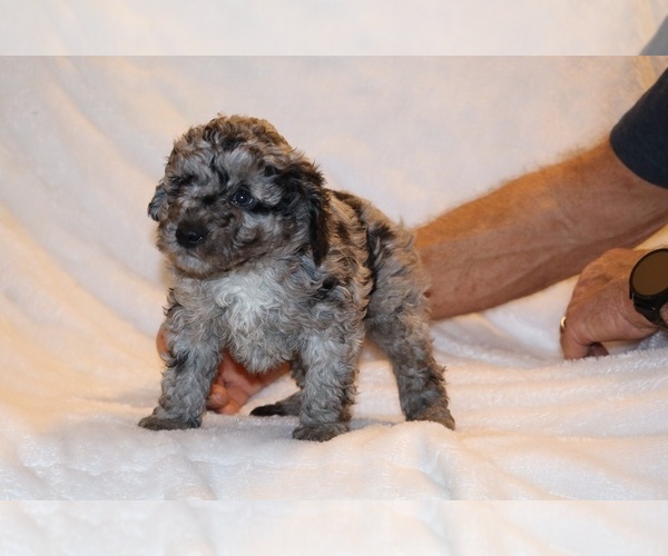 Medium Photo #6 Poodle (Toy) Puppy For Sale in DYERSBURG, TN, USA