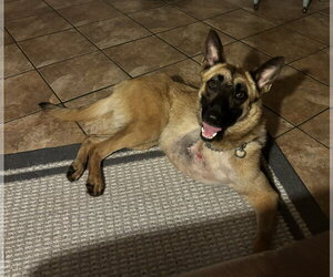 Lucca (FKA Gracie Lou) - PA - Female Mutt Dog for Adoption - Photo #9