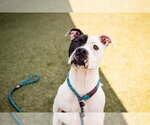 Small #1 Mutt