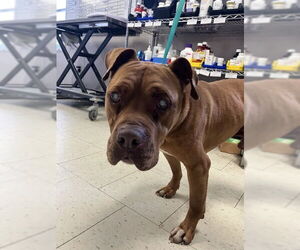 Mutt Dogs for adoption in Stockton, CA, USA