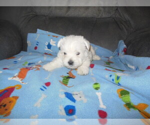 West Highland White Terrier Puppy for sale in THORNTON, IA, USA