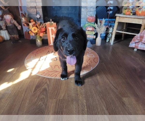 Medium Photo #30 Golden Mountain Dog Puppy For Sale in BLACK FOREST, CO, USA