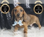 Small #9 Dachshund